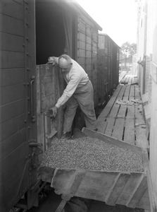 807268 Afbeelding van het lossen van graan uit graanwagens van de N.S. op het emplacement te Bilthoven.
